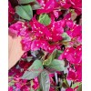 درخت گل کاغذی